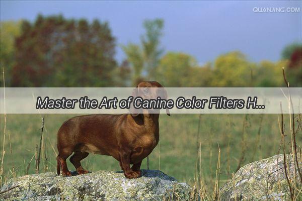 Master the Art of Canine Color Filters How to Achieve the Perfect Doggy Makeover